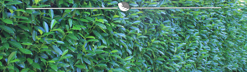 Prunus Herbergii Standort